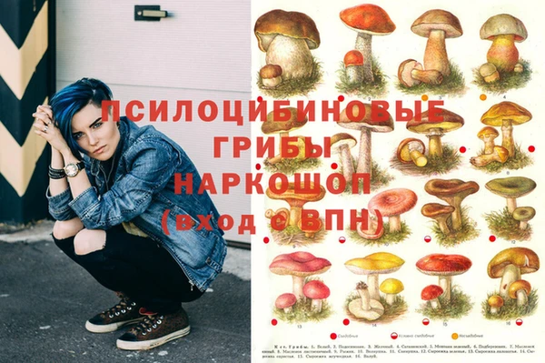 сатива Покачи