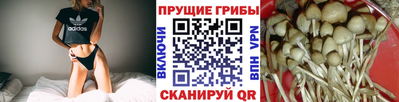 omg как зайти  как найти   Северобайкальск  Псилоцибиновые грибы мухоморы 